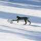 Illustration for article titled Caturday - Lynx canadensis Edition